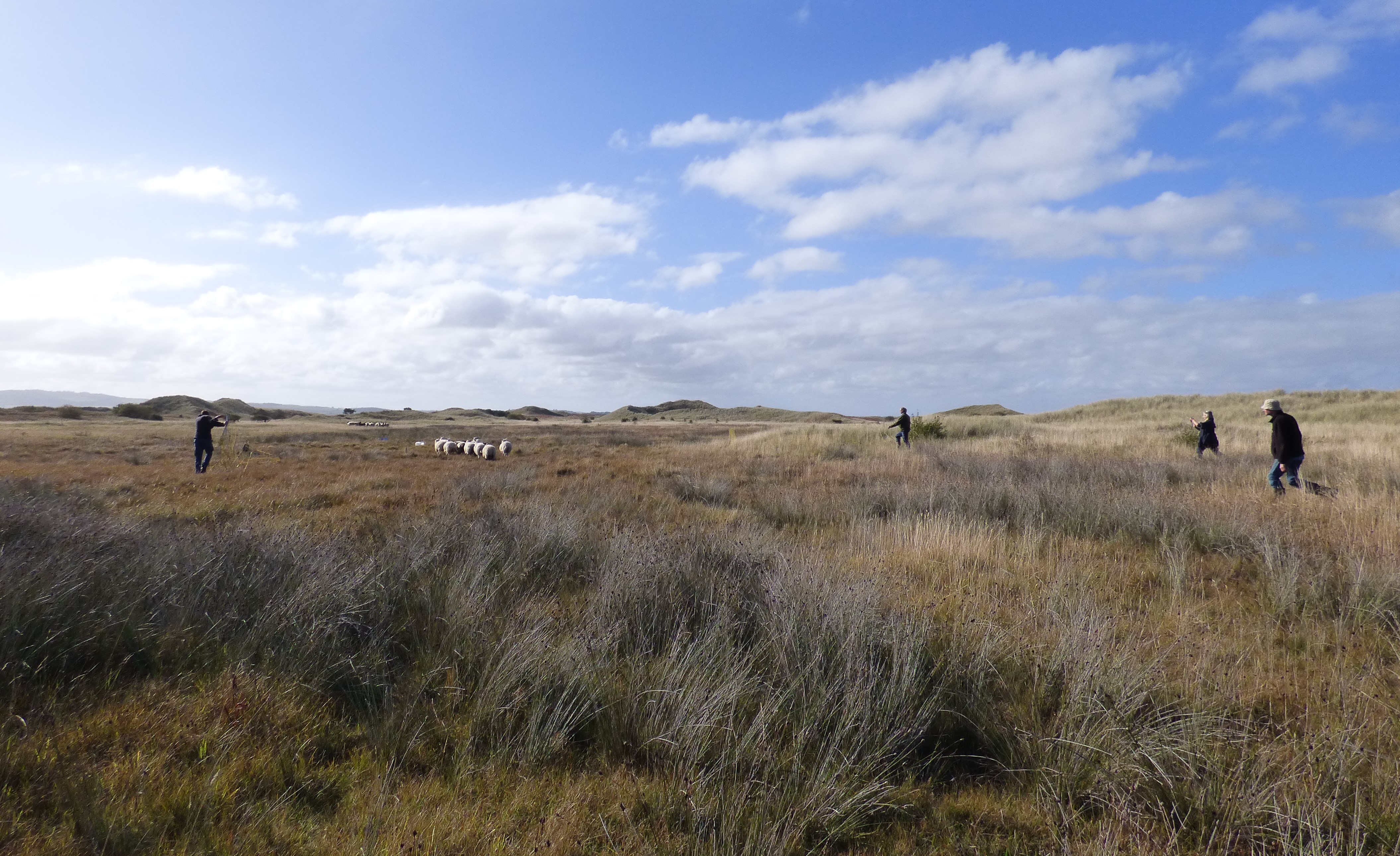 New arrivals on the Lindisfarne National Nature Reserve